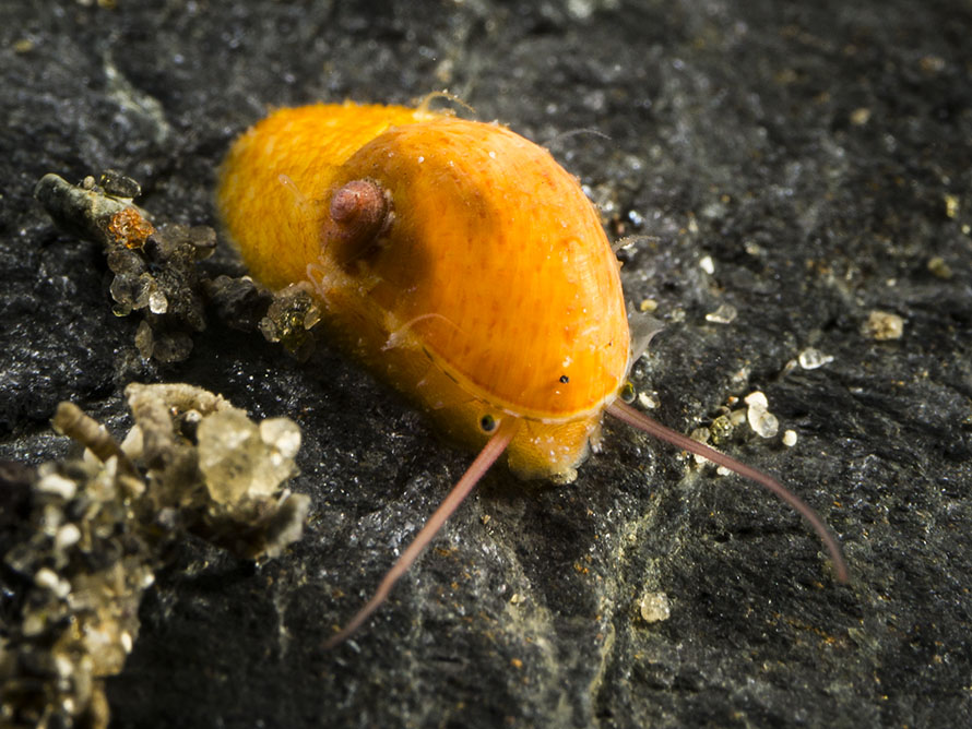 Stomatella sp. C